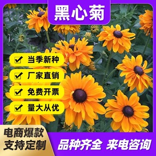 �S�����l���ľշN�ӽ��ջ��Ѷ������ͺ��׷N����ͥԺ�G���ݻ�