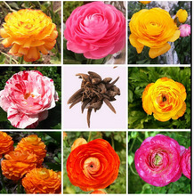 ���~��ëݢ�N����ĵ�����ܷN���̨ͥԺֲ��༾���Nֲ�^�p