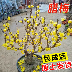 �D÷�������Ի���ֲ���҃��ͺ��Ϙ��辰�GֲͥԺ�ļ��_������÷��