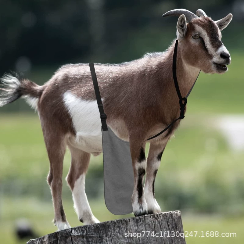 Анти-разведения фартук для овец Анти-разведения груди пояс юбка