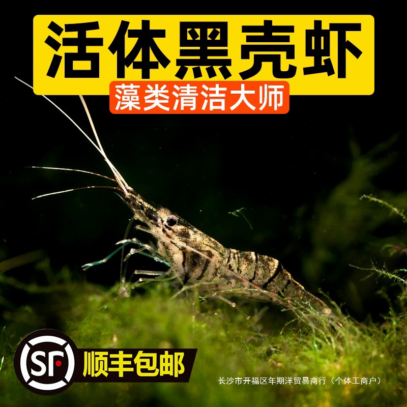 Black -shell shrimp removal cleaning tool shrimp can survive fish…
