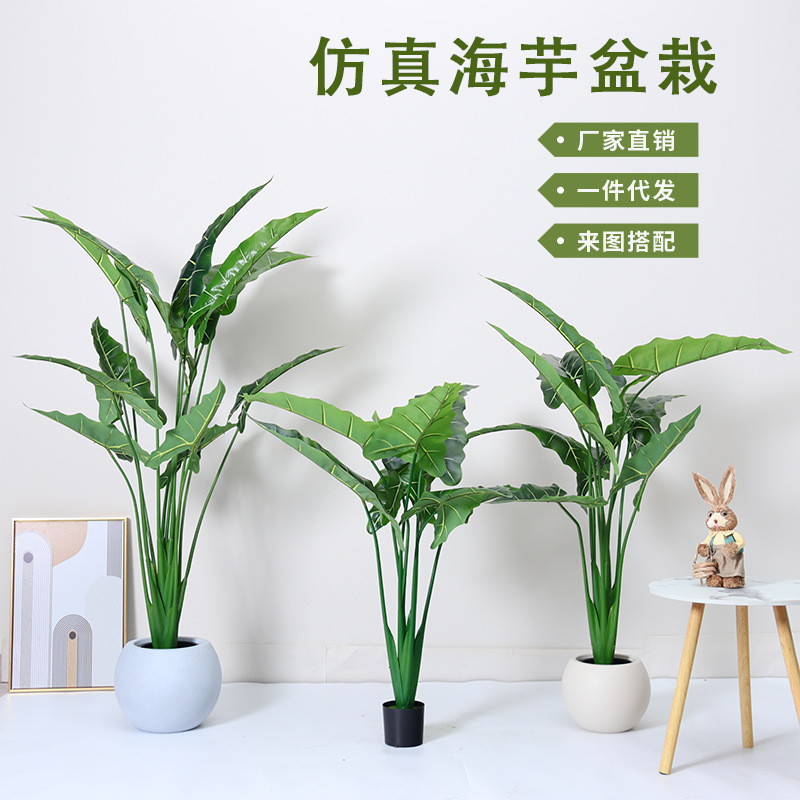 Simulación de estilo nórdico Alocasia, plantas verdes, plantas en macetas, ventanas de interior, decoración de piso a techo, paisajismo, plantas biónicas de Alocasia salis