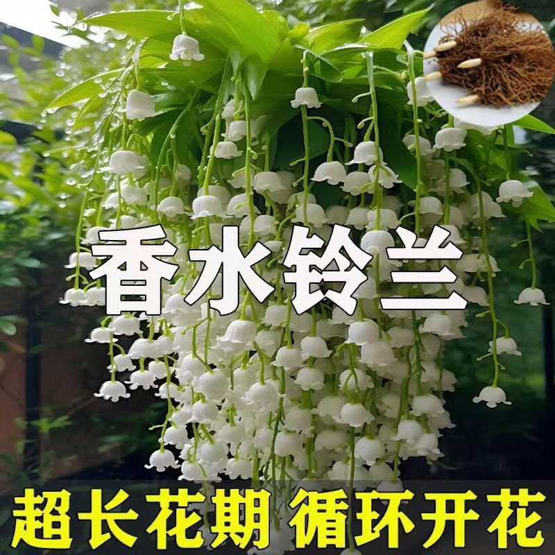 Plantas de orquídea con brotes de flores perennes de fragancia fuerte resistentes al frío en maceta en cuatro estaciones