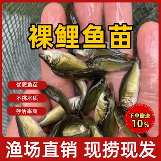 裸鲤鱼鱼苗无甲无磷小鲤鱼活体好养淡水德国境鲤养殖大食用裸斑苗
