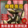 养殖国境无甲无磷鱼苗