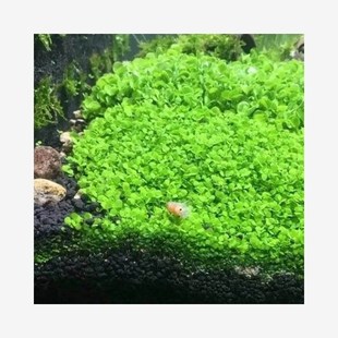 Fish Tank Aquatic Plant Seeds Background Foreground Grass Plant Lying on the Ground Dwarf Pearl Seeds No Need for Carbon Dioxide Mini Opposite Leaves