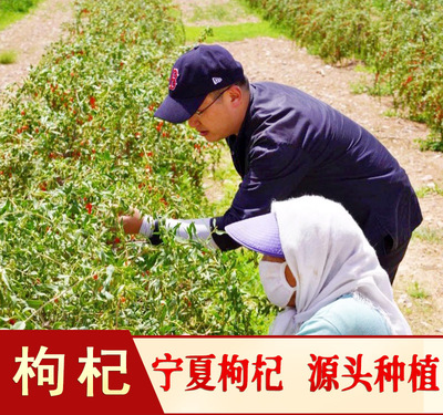 德音批發甯夏枸杞中甯紅枸杞散裝免洗250g泡水枸杞大粒足幹枸杞