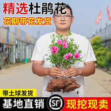 ë���N����ӳɽ�t�ļ�����ͥԺ�G������ľë�N�绨���ͺ����B����