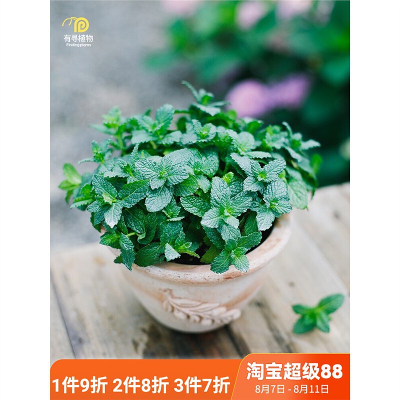 There Are Plants, Mint Potted Plants, Edible Herbs, Lemon Cat Mint, Courtyard Balcony Edible Seedlings, Indoor Mosquito Repellent