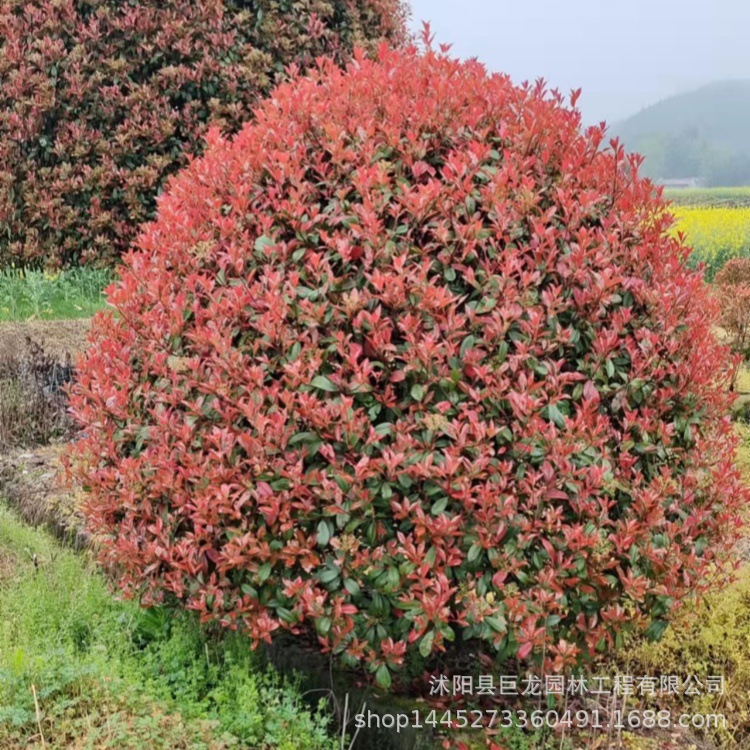 红叶石楠球大杯石楠小区道路绿化本石楠四季常青红叶石楠球180