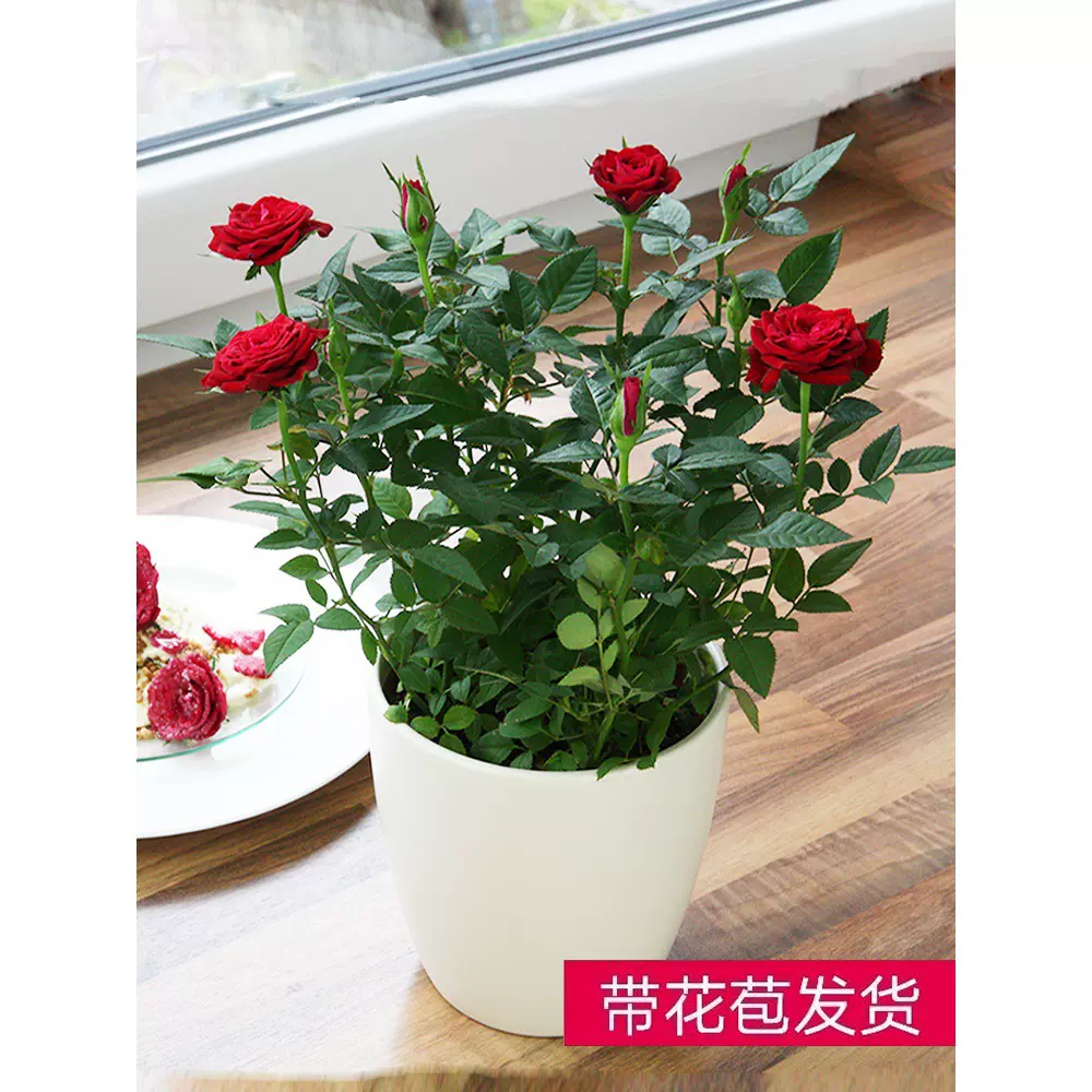 迷你小玫瑰花苗盆栽带花苞好养花卉植物四季开花月季花苗多色玫瑰