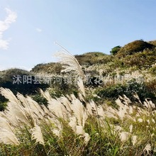 ���~â�N�Ӳݾ�â�ݾ���é���~�����~â�ݲݱ�ͥԺ�@��ֲ��N��