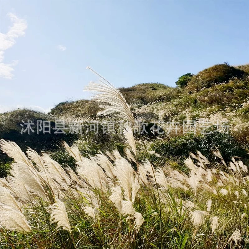 Мелколистная трава мискантуса Цзин Ю Мао Лист цветка перха с тонкими листьями Мискантуса Травянистые семена садовых растений