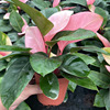 Base direct supply ｜ Pink Congo Pink Fruit Network Red and green potted flowers are rare and interesting