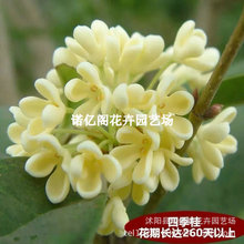 𻨘ͥԺԽ𵤹ļԭ𻨘ϱ㻨