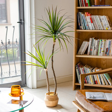 ��������Gֲ��Ʒ�|��ֲ�������Ѫ���҃��b͏d���滨�٘��辰