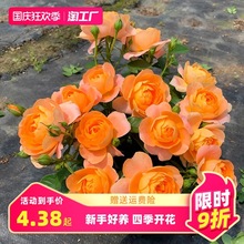 一件代发月季花苗特大花果汁阳台盆栽玫瑰花蔷薇室内庭院花卉四季