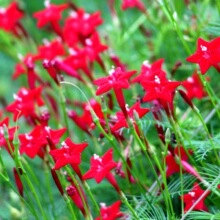 室内盆栽籽易活开花花卉植物爬藤四季室外种子五星花庭院羽叶茑萝