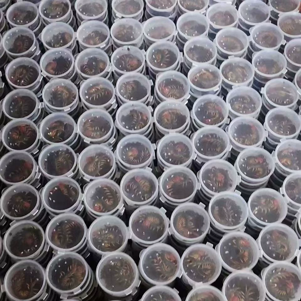 Живой тану, тану Тэнглонг, средство для усиления цвета драконьей рыбы, корм для животных, краснокрылый тану, живой тану.