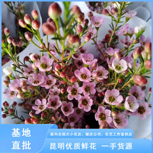 �����D÷�r���������ֱ�l�������ò廨ˮ�B�r�л��y����cϲ�c��