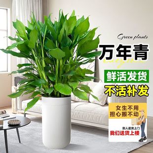 �f���������҃�ֲ��͏d����ȩ�����՚��ļ�������~���ϲꎾGֲ