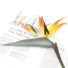 New great bird of paradise