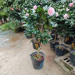 香妃茶花盆栽 家庭园艺摆放植物 客厅阳台办公室租摆绿植芳香植物