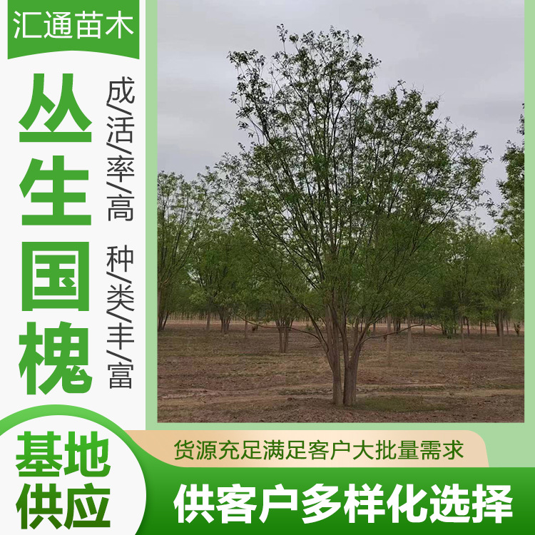 丛生国槐树国槐树苗工程绿化国槐小苗绿化苗木槐树苗行道树现货