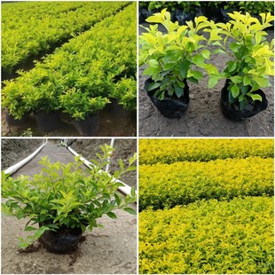 ��ɽ��ľֱ�N���~���B�N���S��÷�򻨏S���طNֲ���l���ͼ��B�N