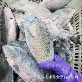 李芹活鱼 新鲜加工单冻鲤鱼白条 活鱼加工 鱼肉鱼排原料 淡水鱼