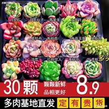 ����ֲ���҃�����С��¶���⻨��С��Gֲ����w�M�ں��B������