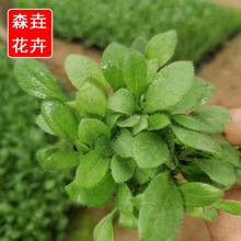 ���ݺ��ľջ������l ���ľ����� �޸�������ľ�G����������ă�