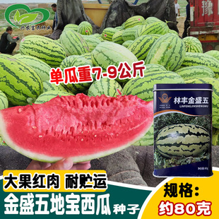 ���S��ʢ�����ϷN�� �������r��̖��ɰ��ϷN�� ¶�ؾ����L������