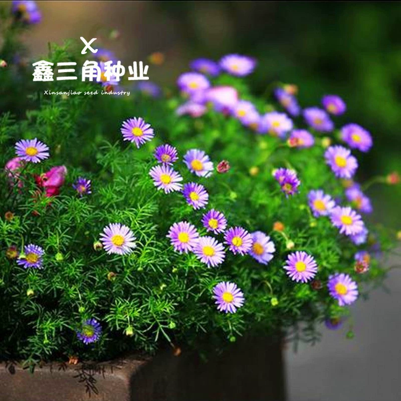 Семена голландской хризантемы, семена цветов, цветут летом, горшечные растения на открытом воздухе на балконе, легко выращиваются в помещении, легко выращиваются во дворе, легко выращиваются цветы.