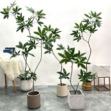 ����Gֲ�lؔ���辰�W�tֲ��[���Ҿӹ��S���԰lؔ������p�ݾGֲ