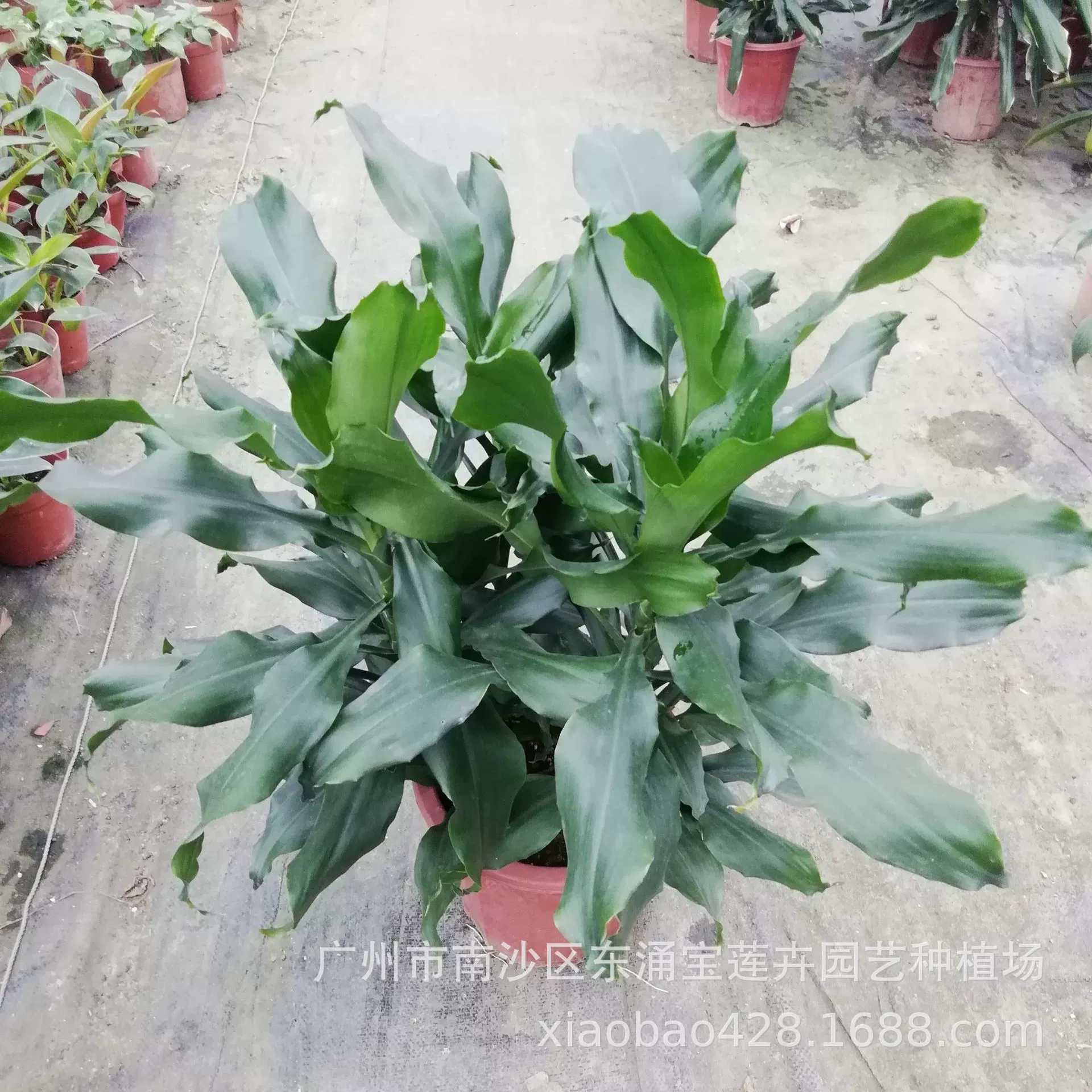 База поставок лиственных цветов растений Ньюкасл Железо (4 растения/горшки) Комнатные цветы и зеленые Посадки Оптом