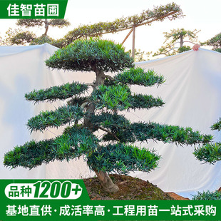 ���ϻ��ع��� ͥԺ�e���쾰18-25���������_�h���L�hS�� �F؛���l