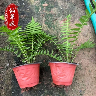 荚果蕨木植物绿化绿植批发庭院观赏性荚果地苗杯苗