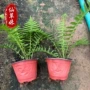 庭院植物绿化绿植