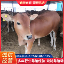 鲁西黄牛牛犊价格 改良黄牛 哪里出售牛犊子大型养牛场