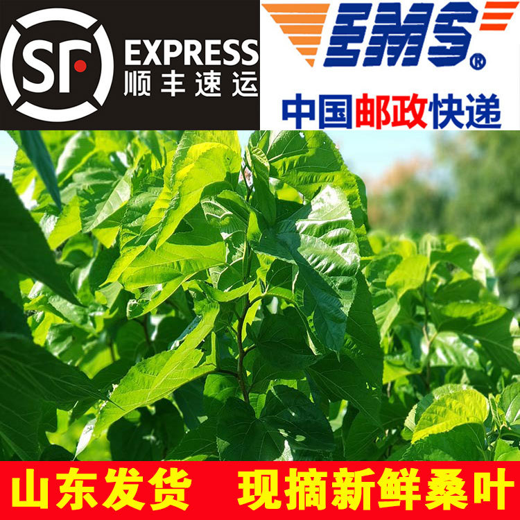 新鲜桑叶蚕宝宝学生养蚕桑叶喂蚕嫩叶现摘包鲜嫩桑叶蚕吃新鲜桑叶