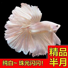 ̩�����~�W�t�鼆�~�۰׶��~��ɫ���¹����B�׻�Ꭷ�~С���^�p�~