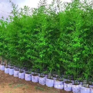 �����С������ͥԺ���^�ļ����໨�@�G���^�pֲ�����԰l؛�ͺ�