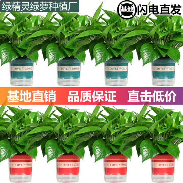 Green ivy potted plant indoor office hydroponic green plants purify…