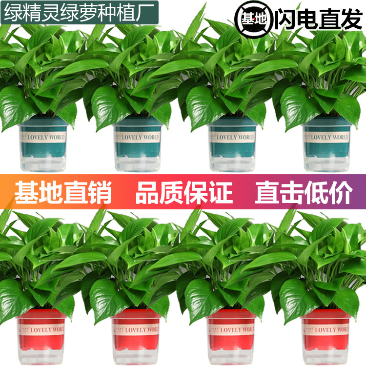 Green Radish Potted Indoor Office Hydroponic Green Plants Purify Air Florals Green Basket Spider Orchid Bonsai Base Wholesale