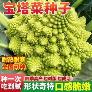 �����˷N���ļ����Gɫ�˻��_�R�����˷N���׻�ͥԺ�߲˷N�ݻ�