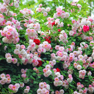 Pink Rose Seedlings, Old Varieties, Thornless Ten Sisters, Color-Changing Roses, Light Pink Seven Sisters Climbing Vines