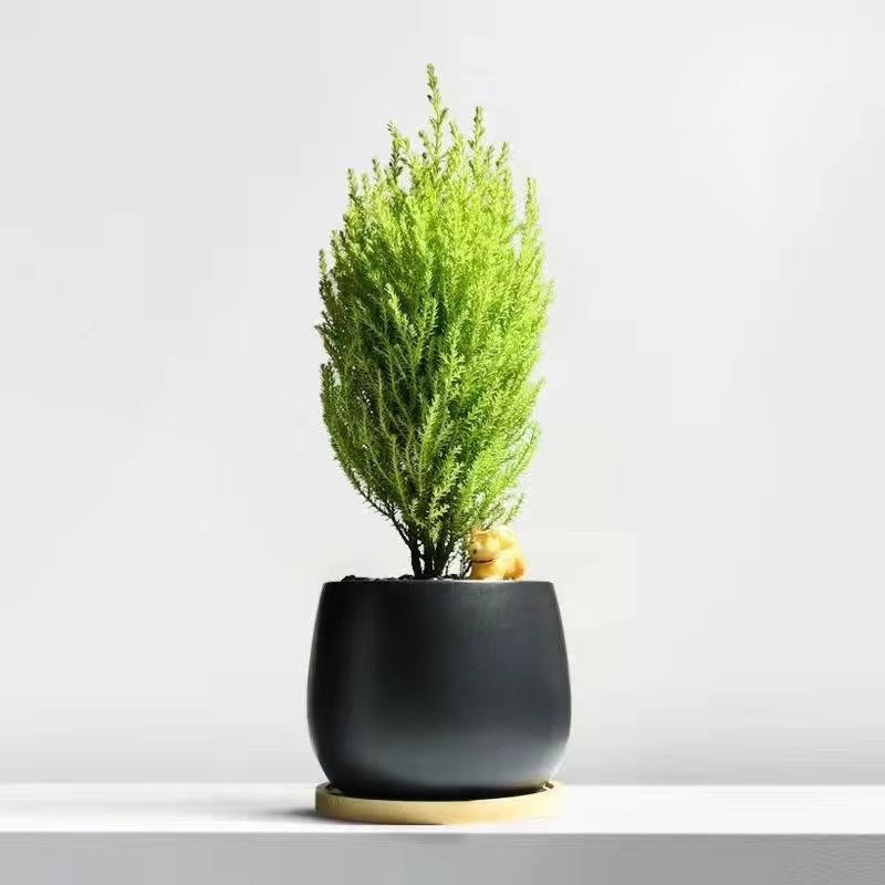 Árbol de la fortuna Planta de interior en maceta Sala de estar Planta verde resistente a la sombra Oficina Flores de escritorio Evergreen Evergreen Evergreen Evergreen Evergreen
