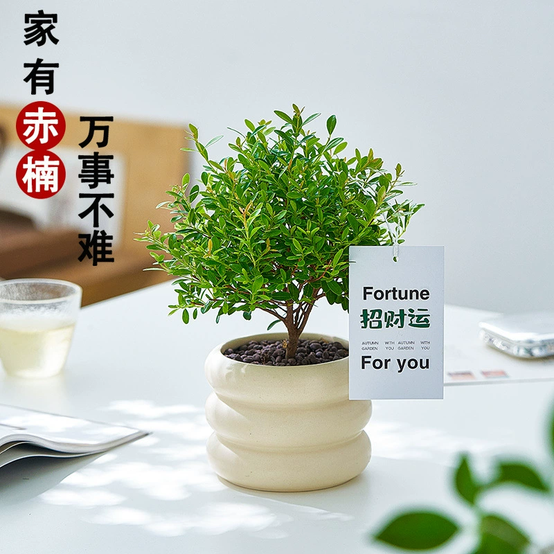 Маленький листовой красный нан-растение бонсай, комнатное зеленое растение, привлекающее богатство, цветок, офисный рабочий стол, легкое в уходе, вечнозеленое растение в горшке для всех сезонов.