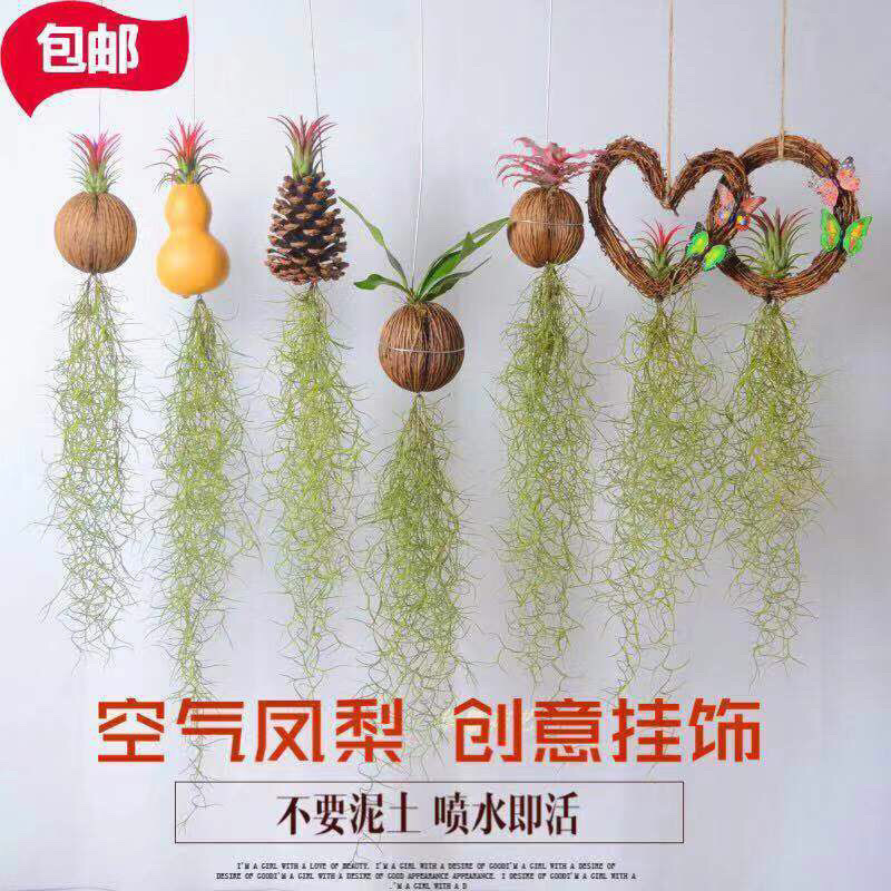空气凤梨老人须松萝办公室垂吊植物吸甲醛防辐射花卉懒人无土绿植